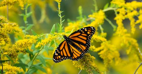 monarch-butterfly-golf-courses-1550613661087-1550613663068.jpg