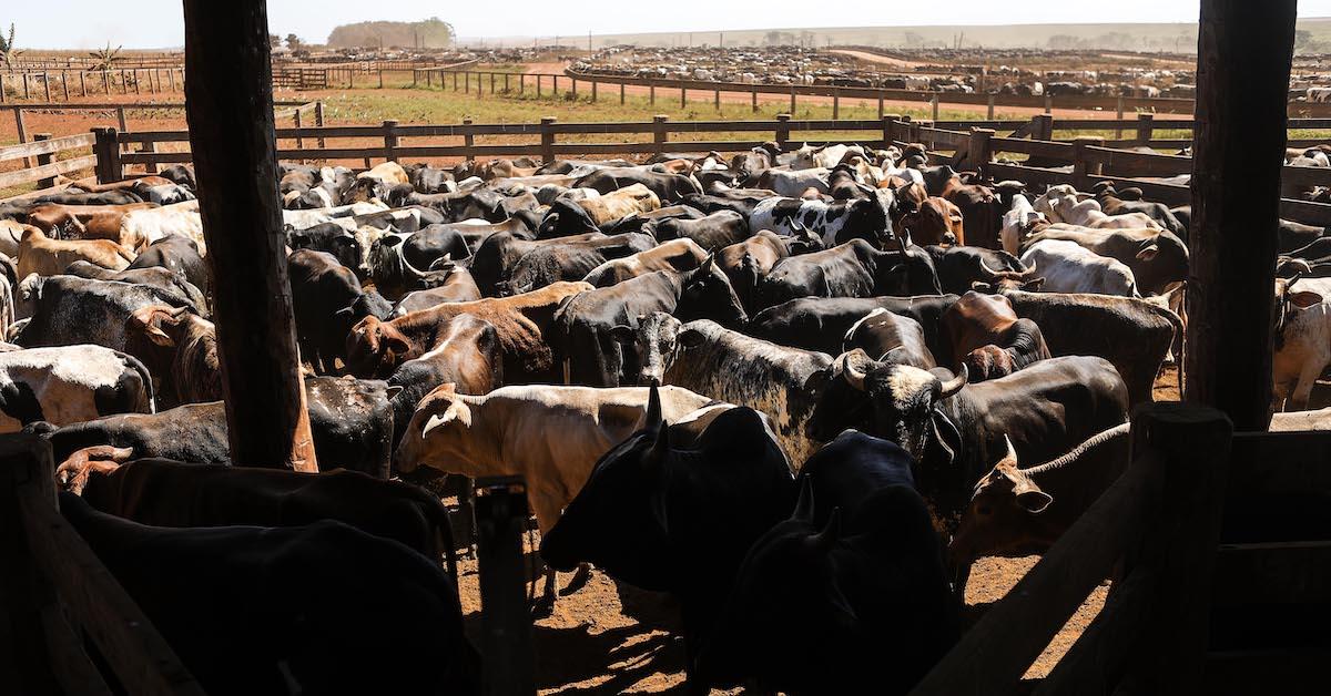 Cattle, Leather, Amazon Rainforest Deforestation 