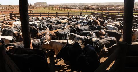 Cattle, Leather, Amazon Rainforest Deforestation
