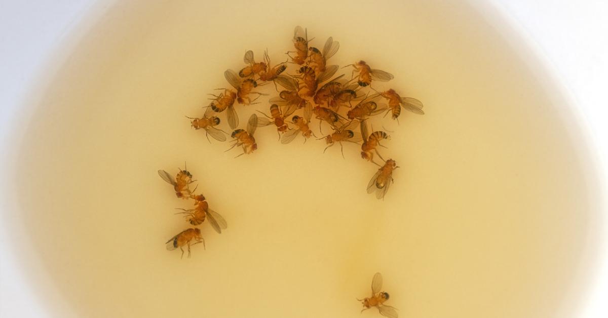 What Can You Do In Your Home To Get Rid Of Drain Flies?