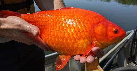 Wild Goldfish