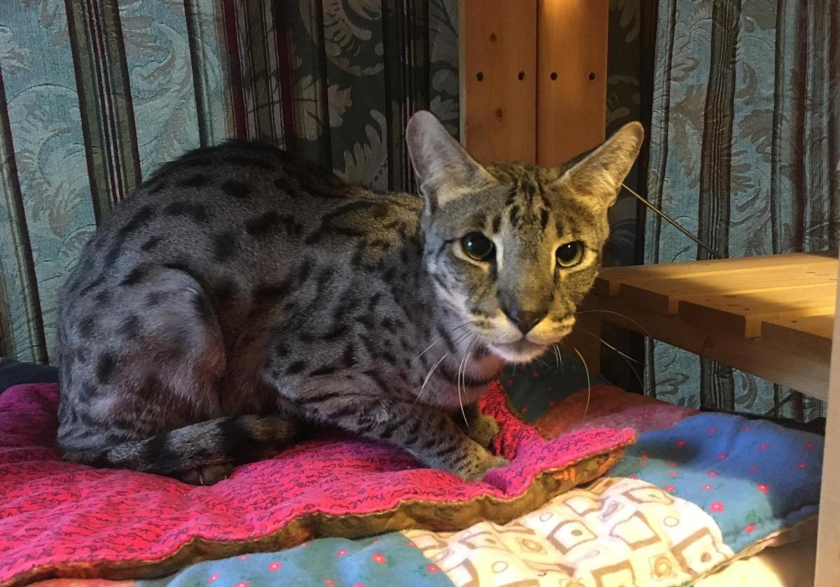 Savannah Cat Adoption Are These Cats Good Pets?