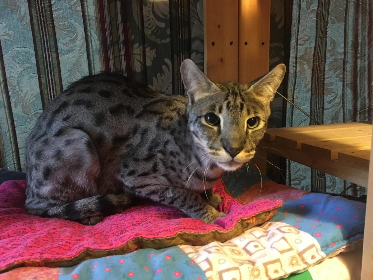 Savannah Cat Adoption Are These Cats Good Pets?