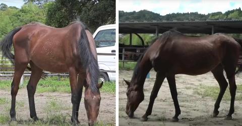 Haru Urara is pictured eating grass.