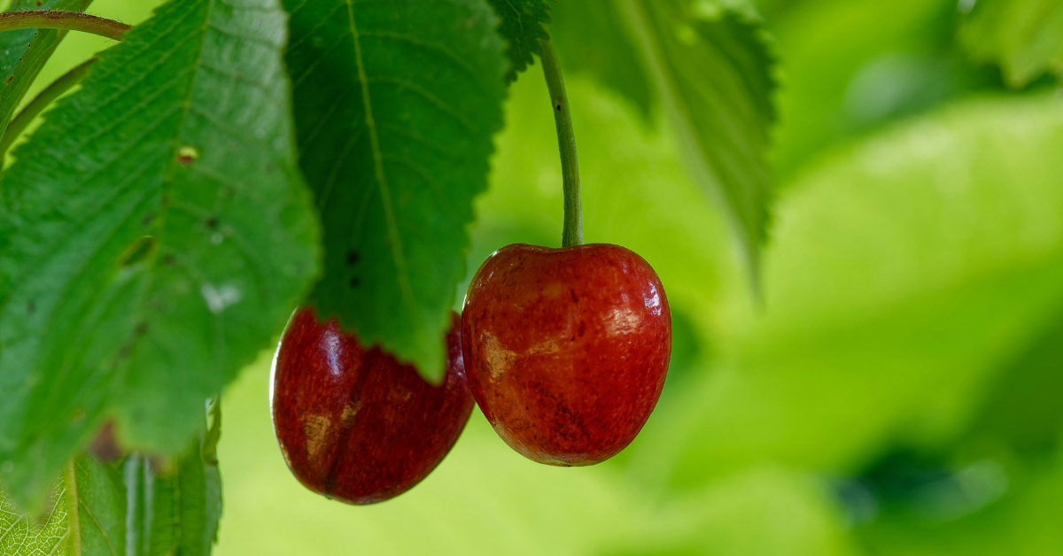 A pair of cherries hang partially obscured in a tree