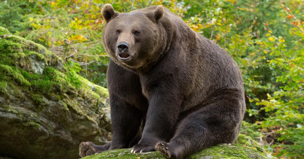 What You Need to Know about 2024's Fat Bear Week