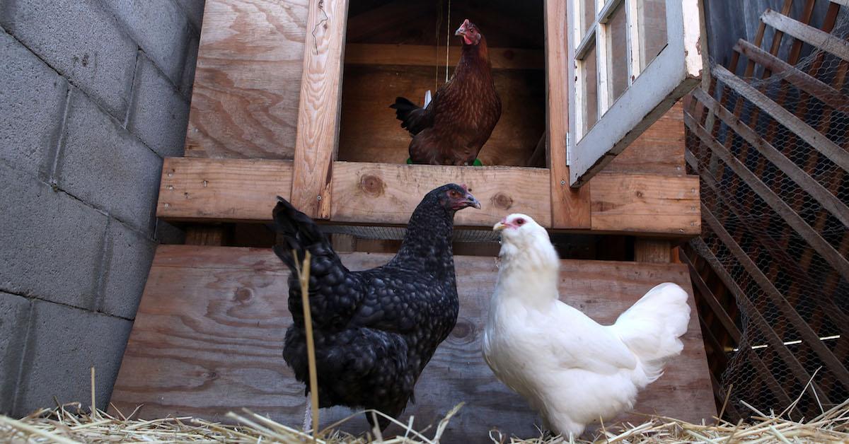 Why Aren't My Chickens Laying Eggs? There May Be a Few Reasons