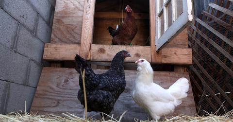 Why aren't my chickens laying eggs?