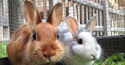 green matters australia cosmetics animal testing