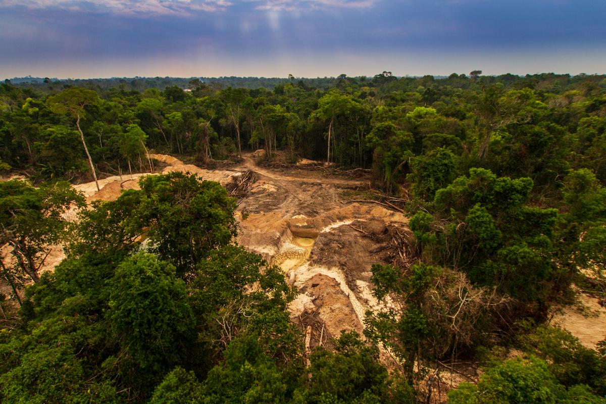 amazon rainforest savanna