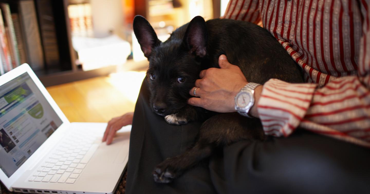 How to Start a Dog Rescue, According to An Expert (Exclusive)