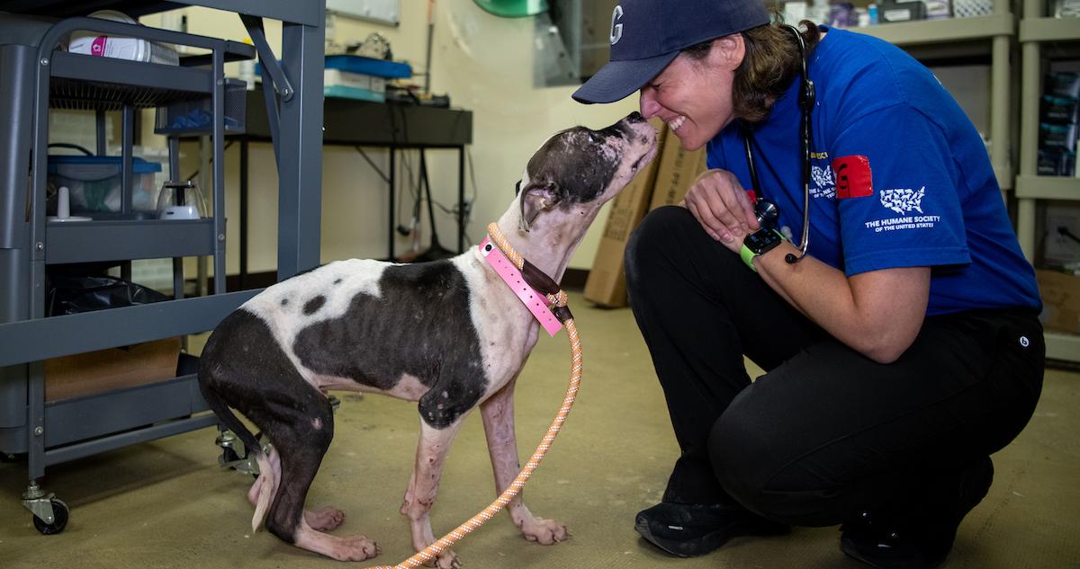 Dog fighting in South Carolina rescue