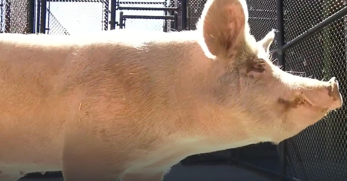 Fred the pig, who recently went on a crime spree in Colorado. 