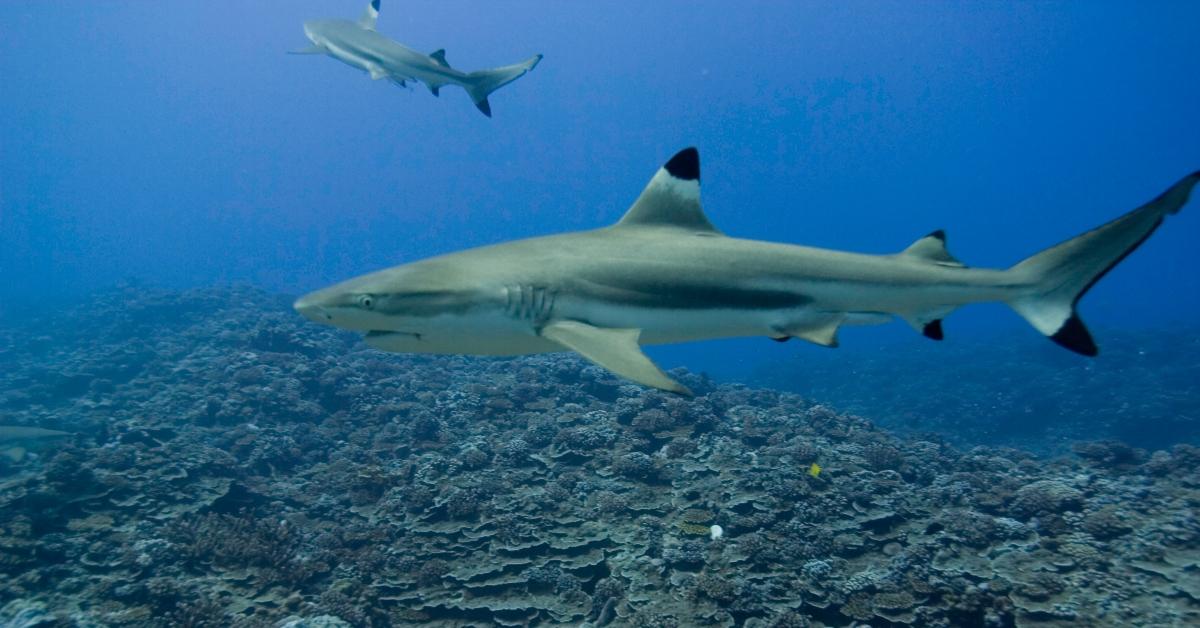 Sharks swimming in the ocean. 