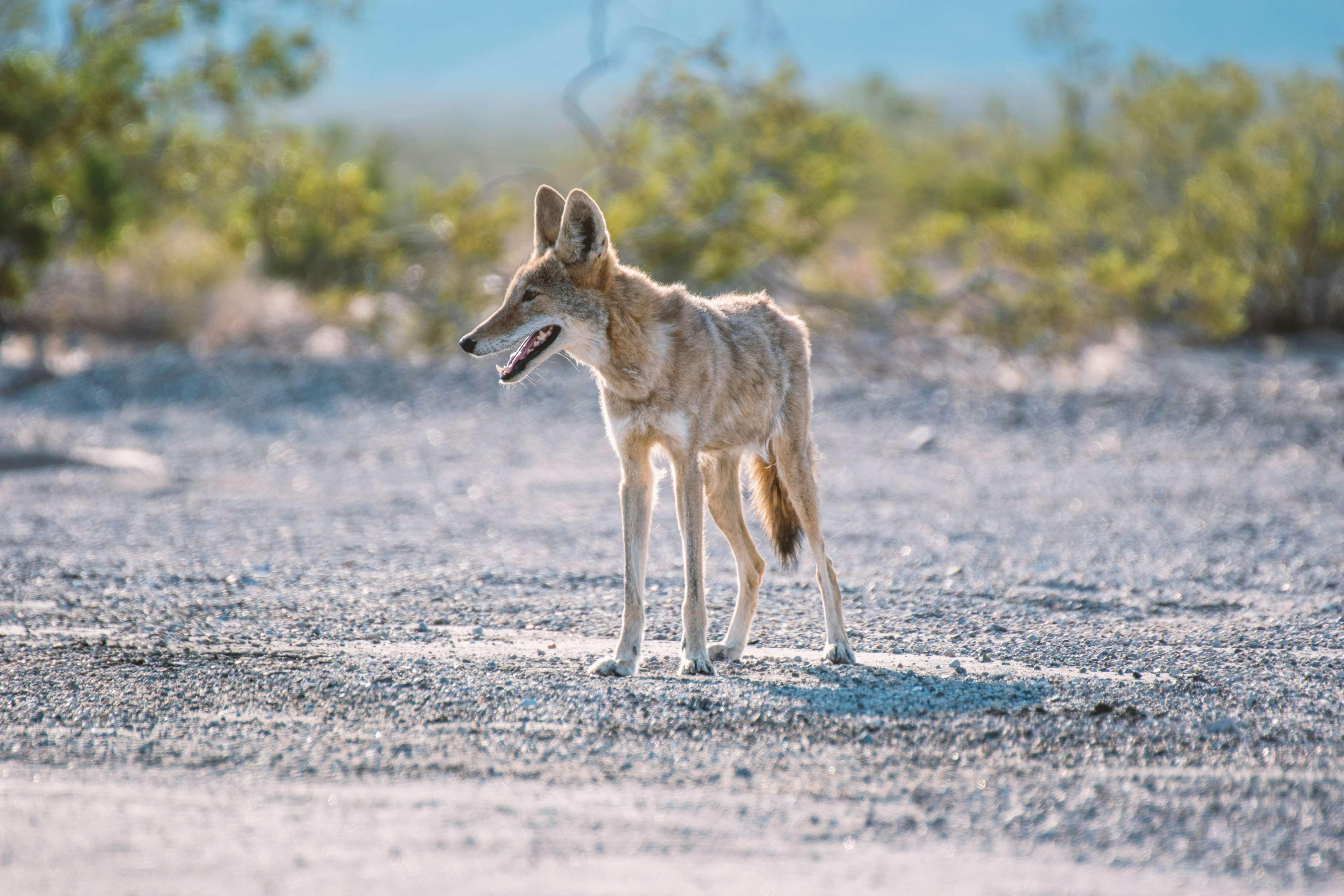 A coyote is pictured in amid gravel and green bushes in Death Valley National Park.