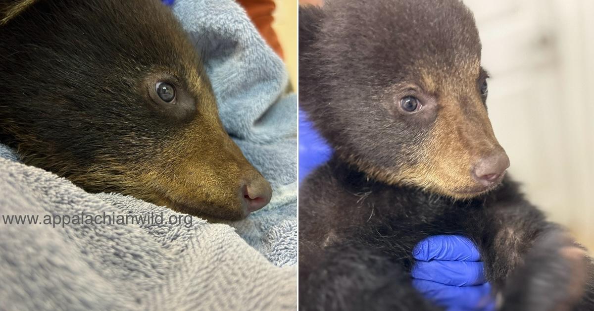 Two shots of bear cub held by gloved hands at Appalachian Wildlife Refuge