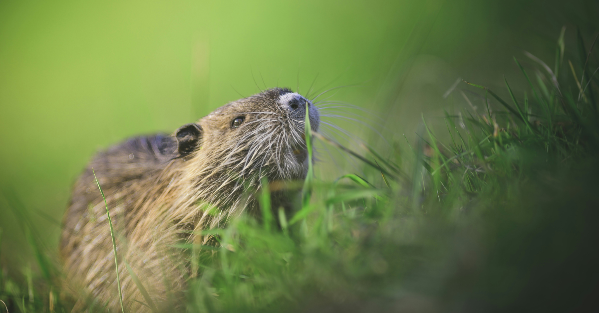 A groundhog sniffs the air near some grass