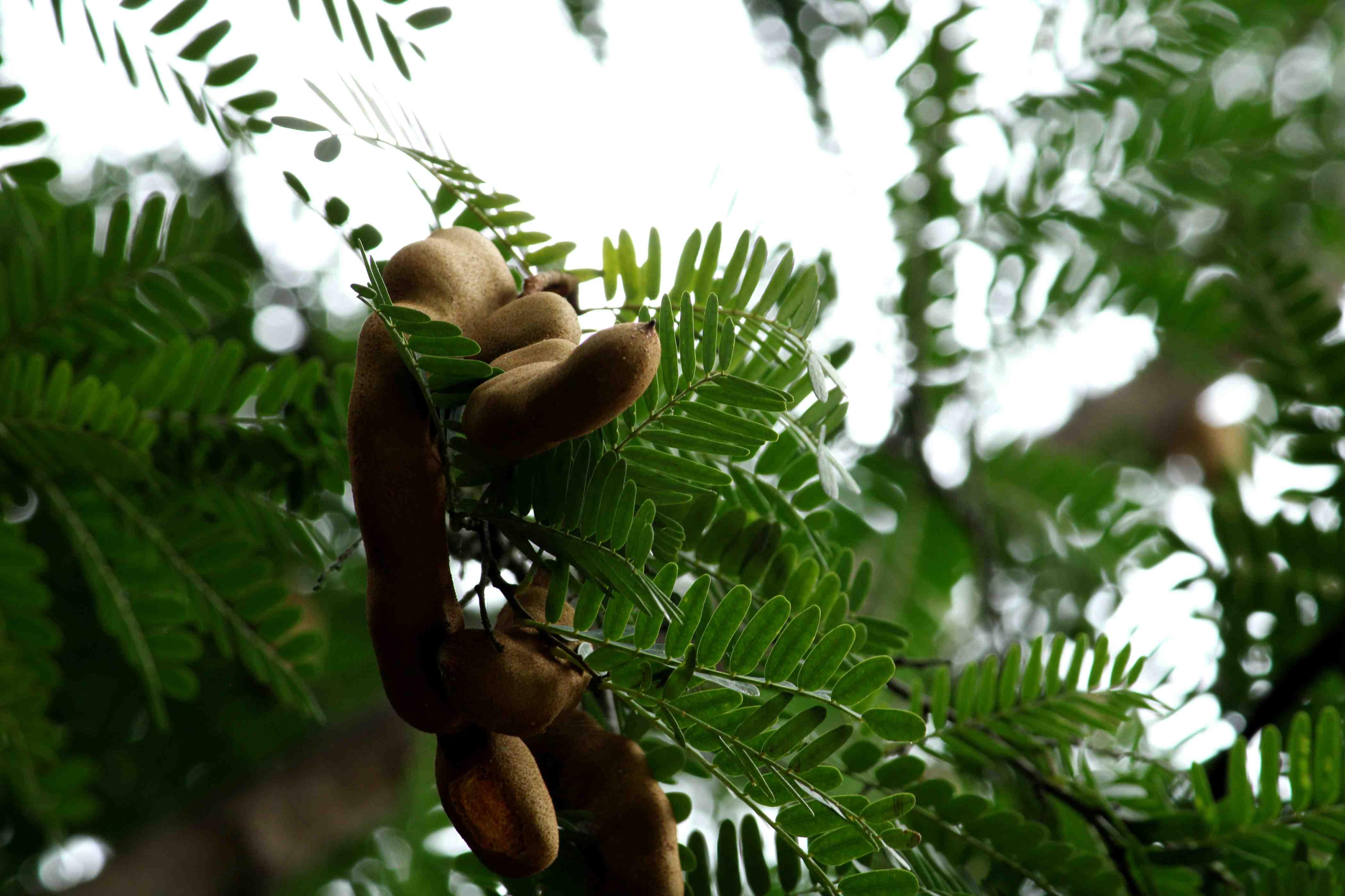 Tamarind is pictured hanging in a tree in India.