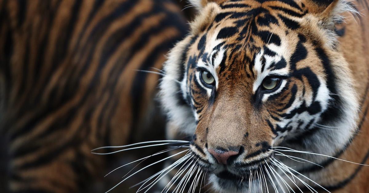 How Many Sumatran Tigers Are Left in the World? The Species Is Dying Out