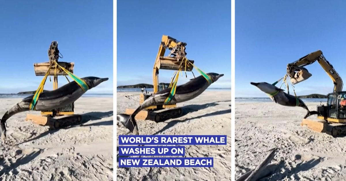 Rare spade-toothed whale washes up on the beach