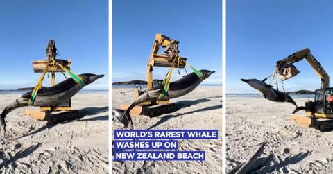 Rare spade-toothed whale washes up on the beach