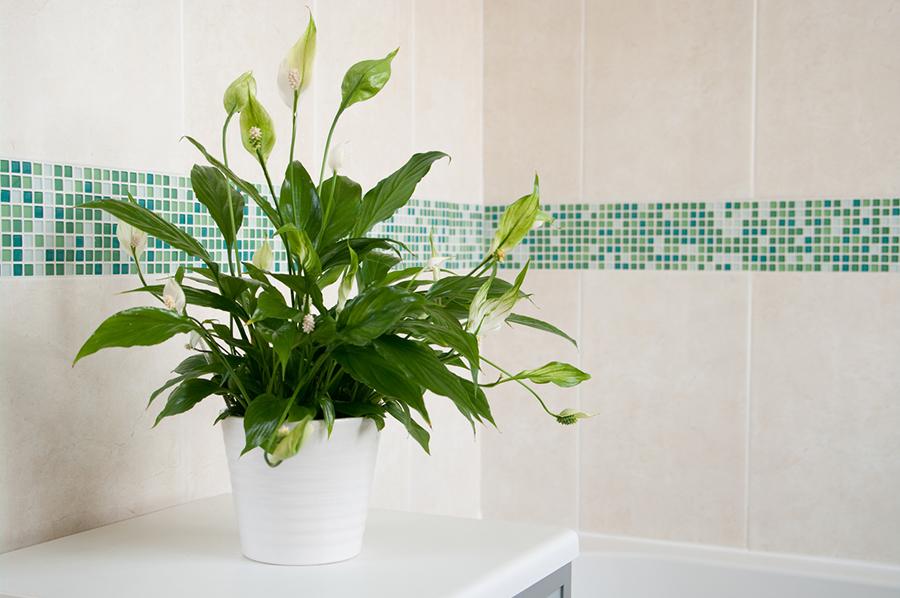 house plants peace lily