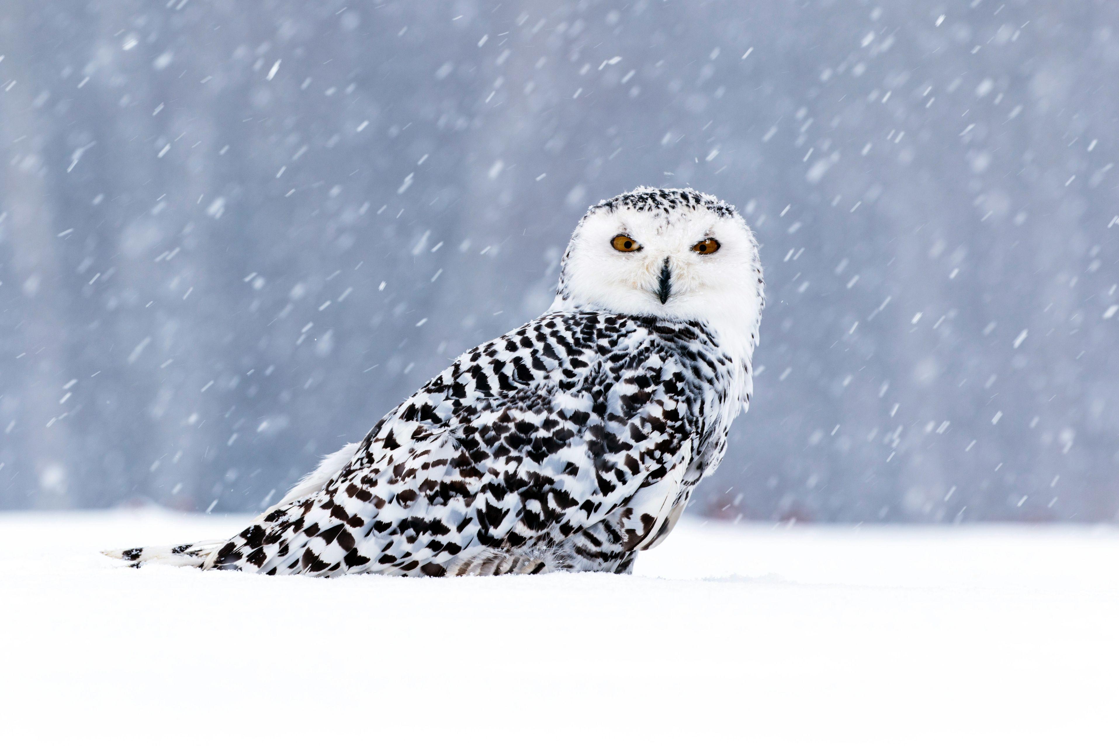 A snowy owl is pictured atop a snowy ground while snow falls from the sky.