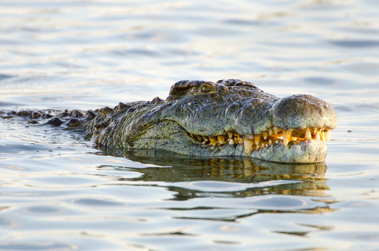 The Nile Crocodile is pictured in Kruger National Park in South Africa.