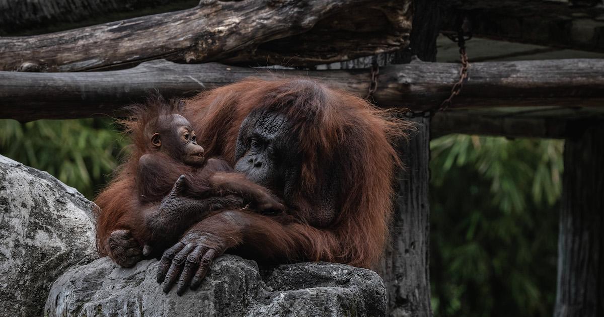 Orangutan and infant at animal santuary