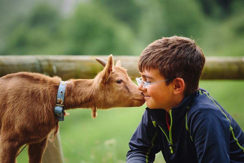 A little boy with glasses allows a brown goat with a collar to smell his face. 