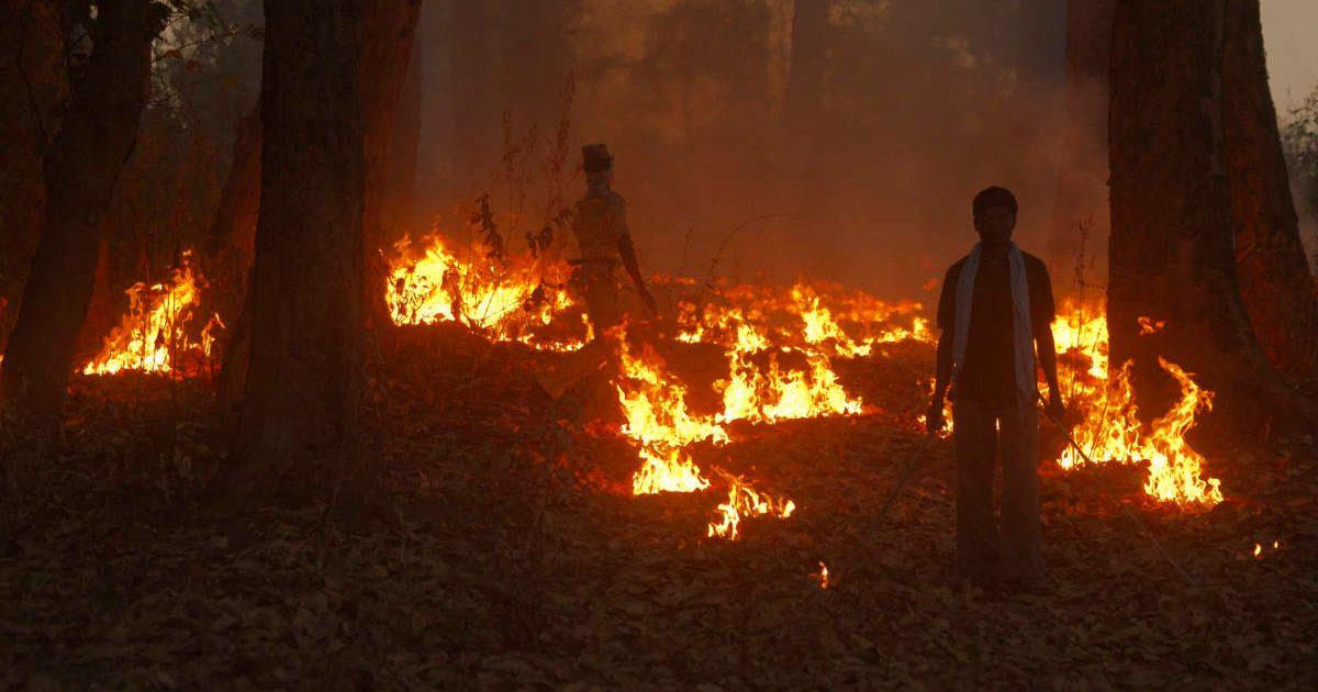 Men setting 'prescribed burns' or 'controlled fires' in a forest (Representative Cover Image Source: Getty Images | McDonald Wildlife Photography)