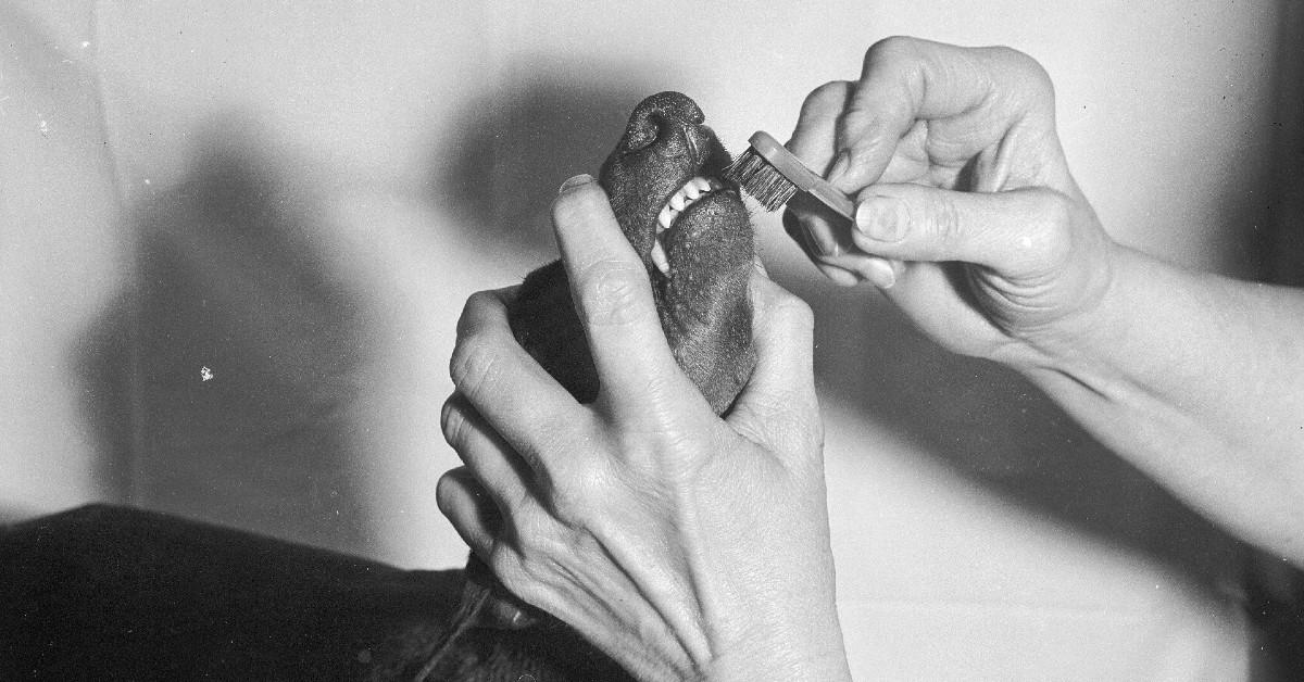Here's Your Goto Guide to Brushing Your Dog’s Teeth