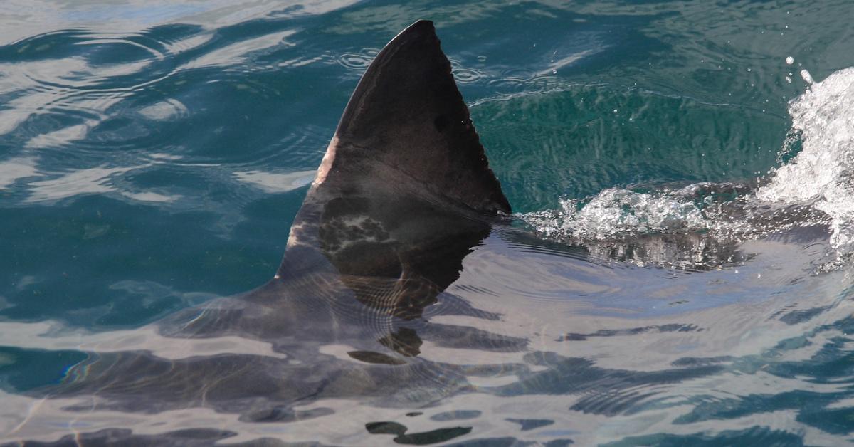 Great white shark decapitates Mexican diver marking first fatal shark attack  of 2023: Report