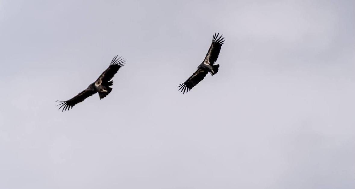 Colossal Foundation Commits to Restore Sacred Condor