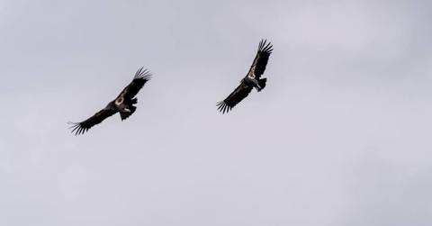 Colossal Foundation Commits to Restore Sacred Condor