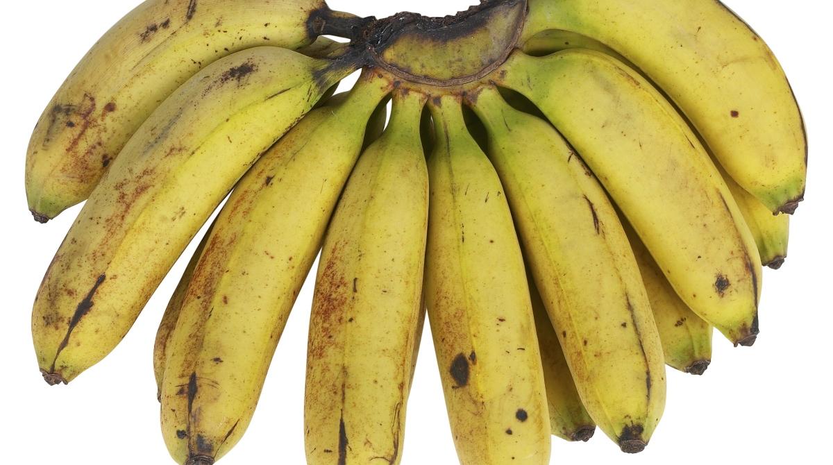 Do Fruit Flies Bite? All About the Annoying Insects