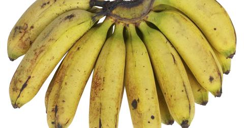 Do Fruit Flies Bite? All About the Annoying Insects