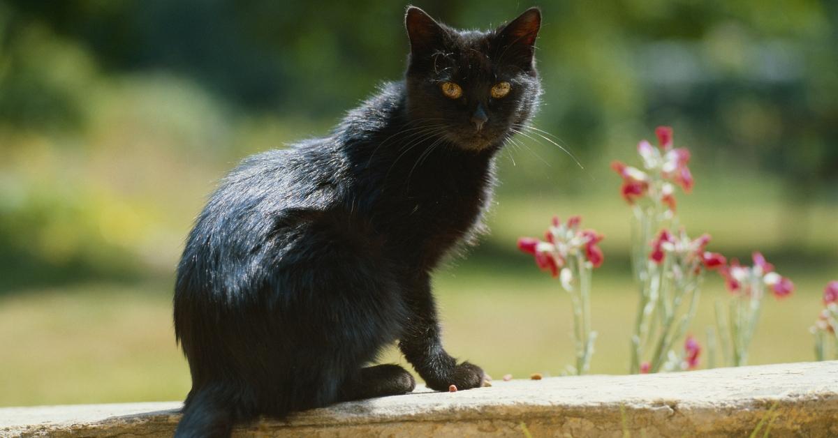 A black cat on a fence next to flowers. 