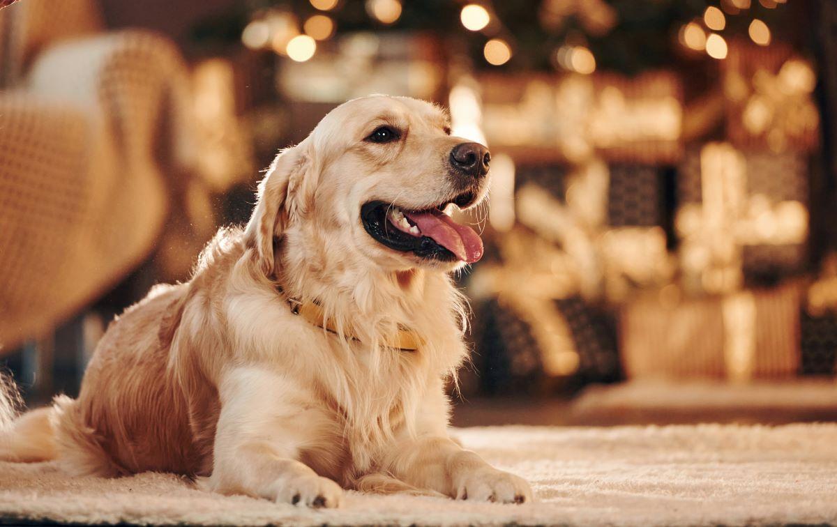 A Golden Retriever relaxes on the rug at home