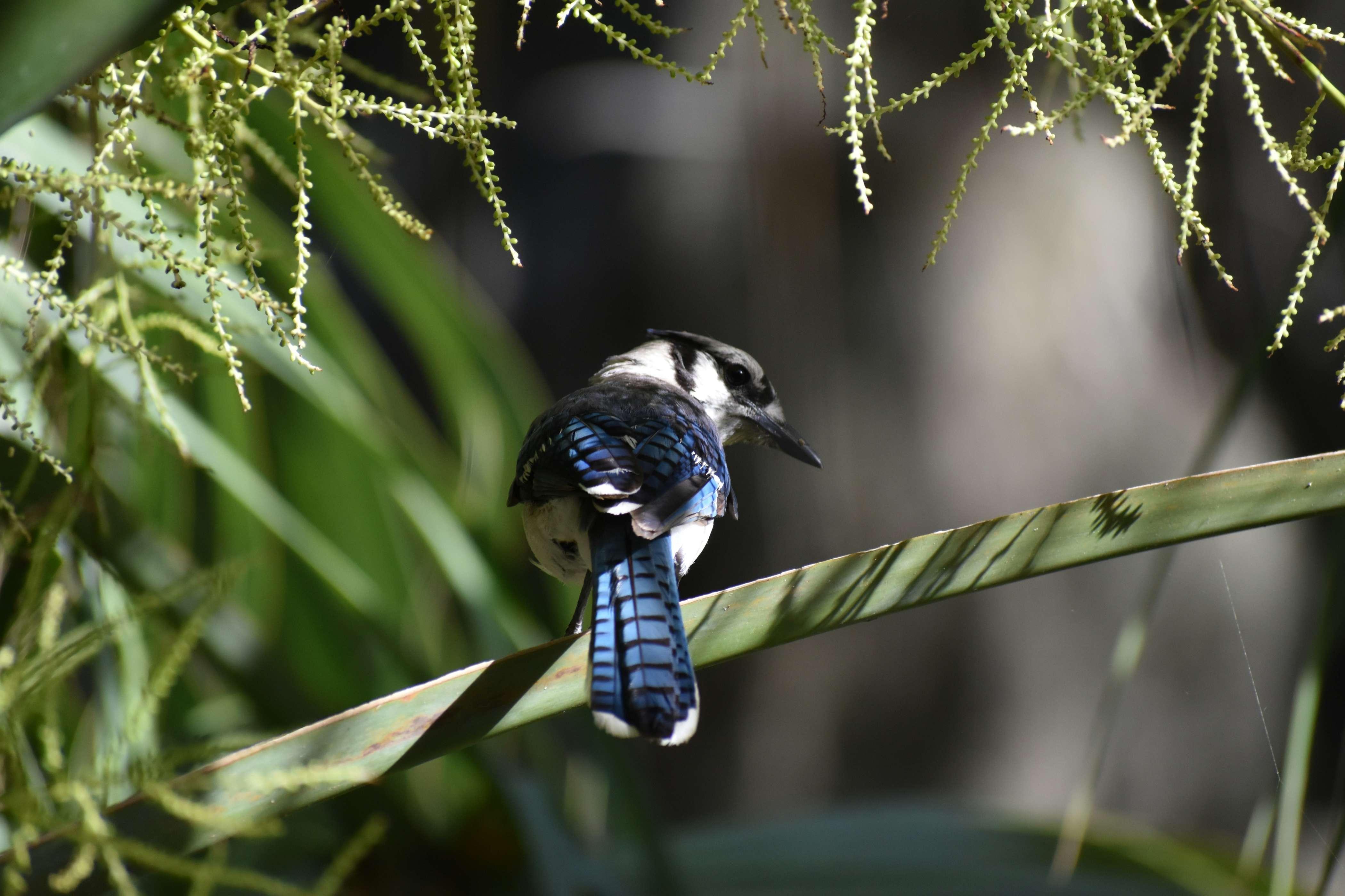 A blue jay appears perched on a long green stem of a plant within a forest.