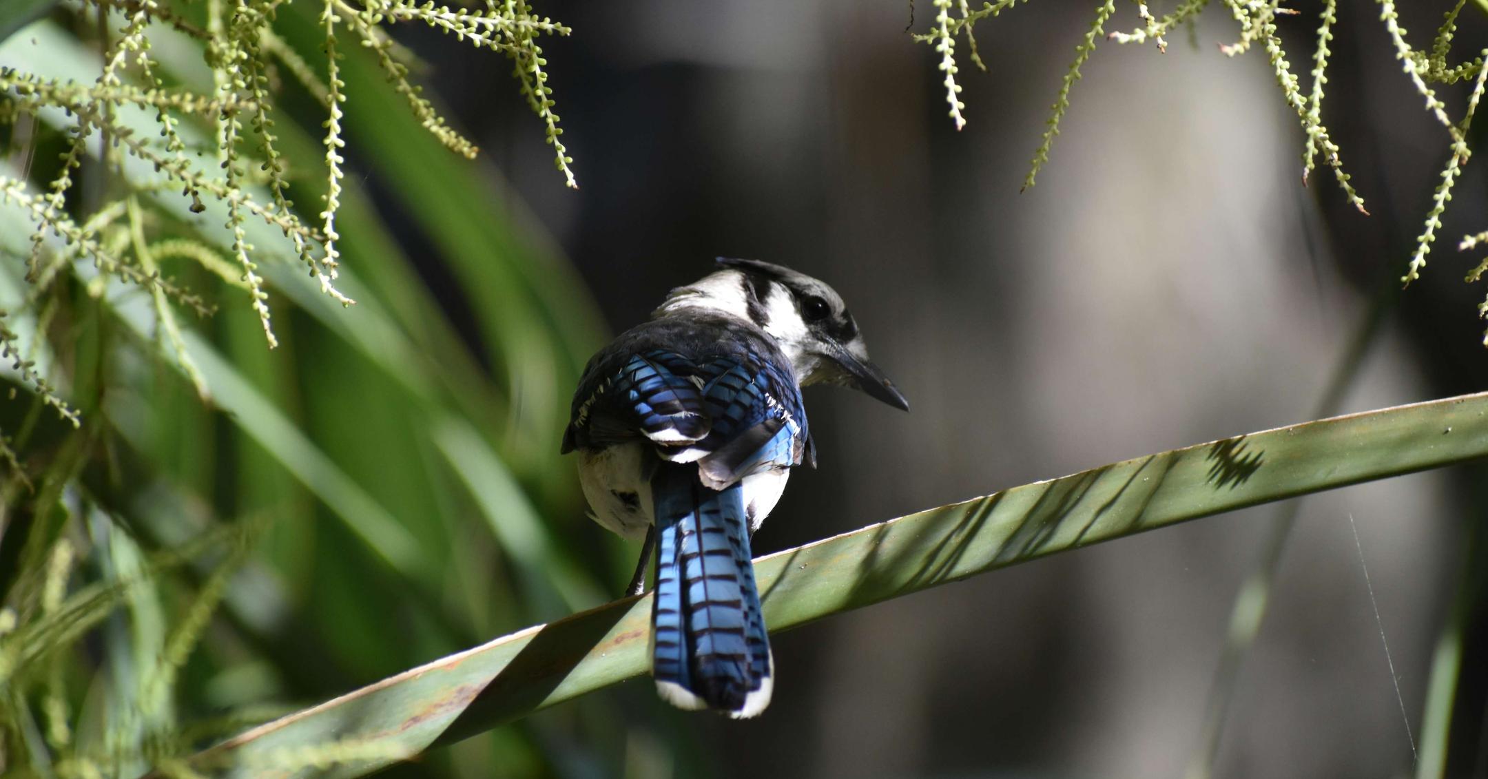 The spiritual meanings of seeing blue jays