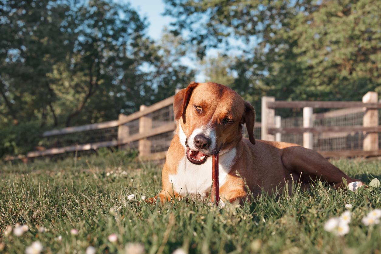 A dog laying in a grassy field chews on a bully stick.