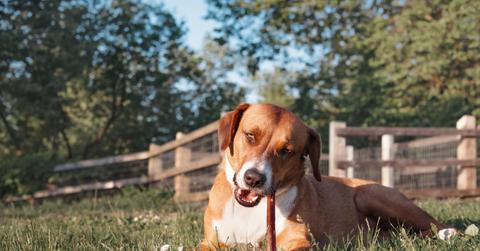 A dog laying in a grassy field chews on a bully stick.