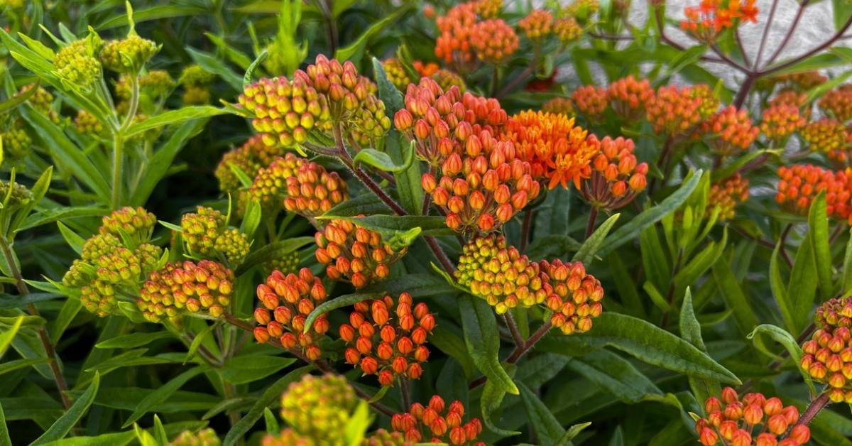 Orange butterfly milkweed in a garden. 