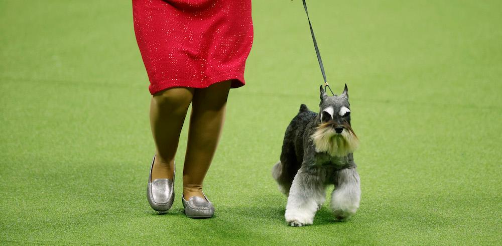 A miniature Schnauzer competing in the 147th Annual Westminster Kennel Club Dog Show.