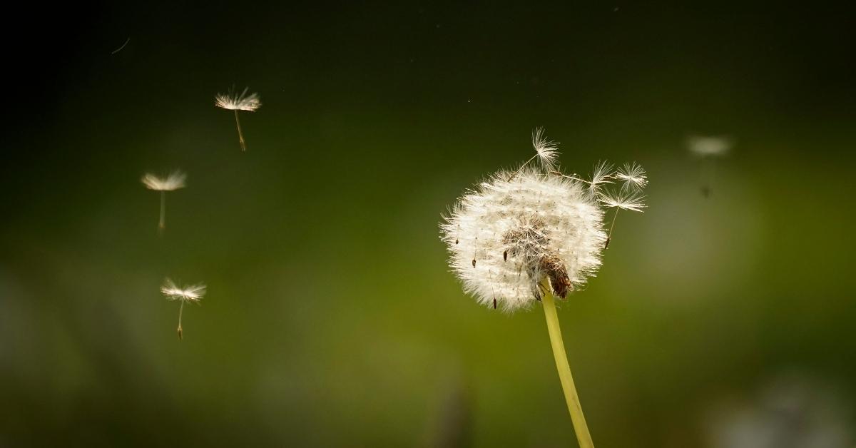 Dandelion seeds blowing in the wind. 