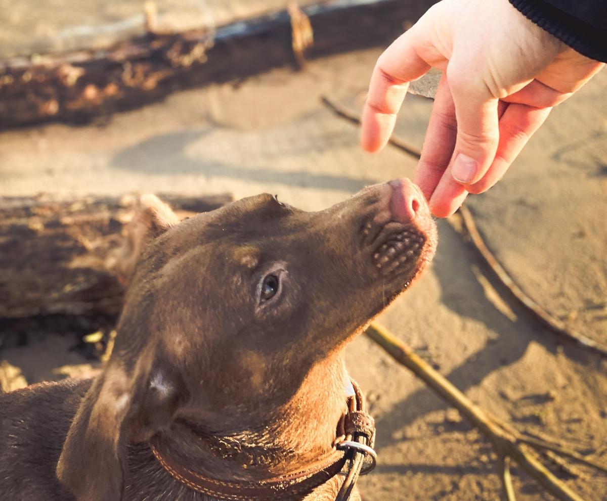 Brown dog sniffing a person's hand