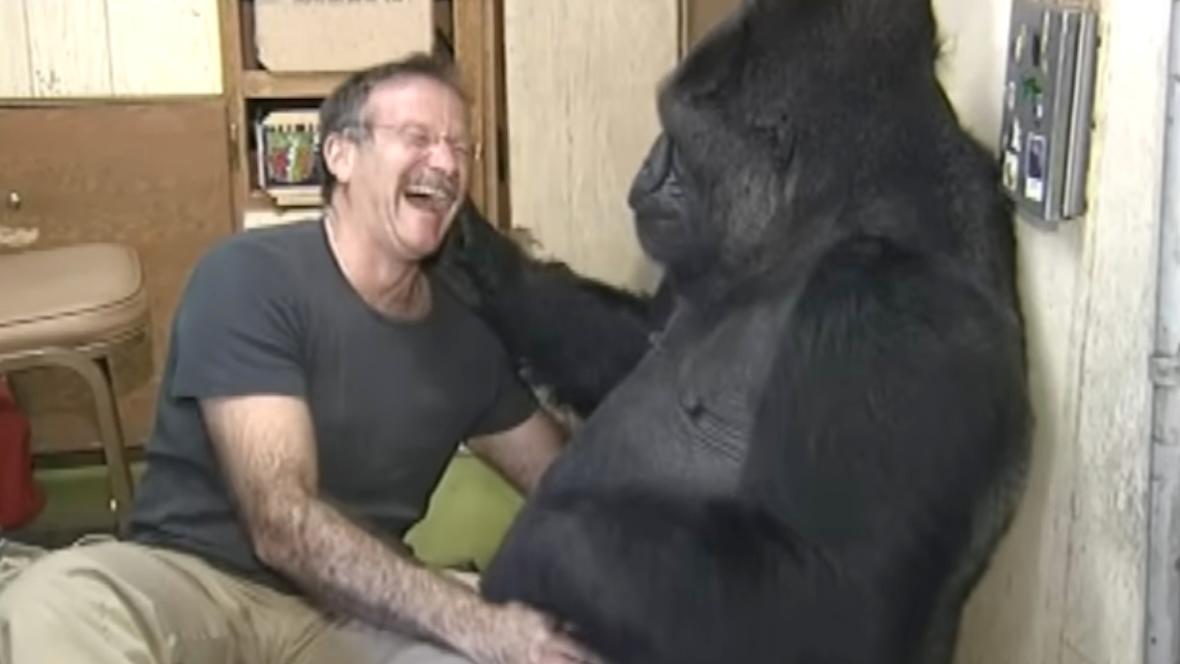 robin williams koko gorilla
