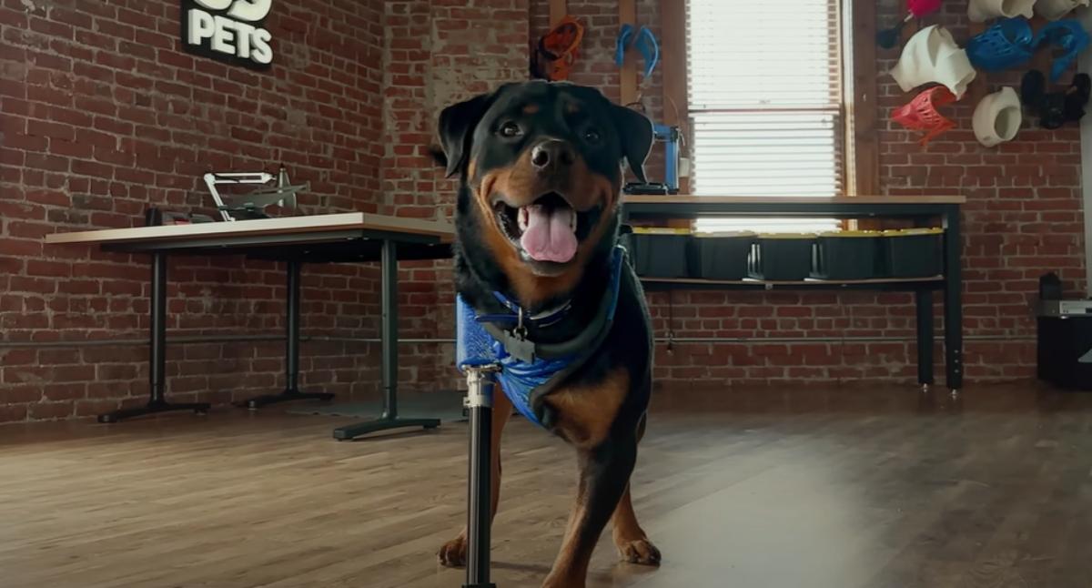 Black and brown dog on prosthetic leg