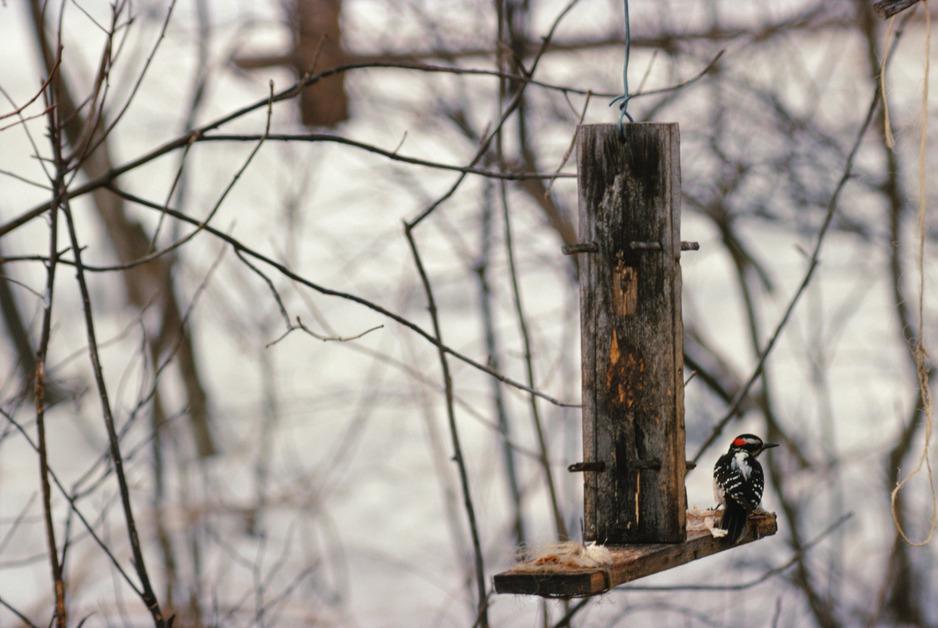 Bird feeder